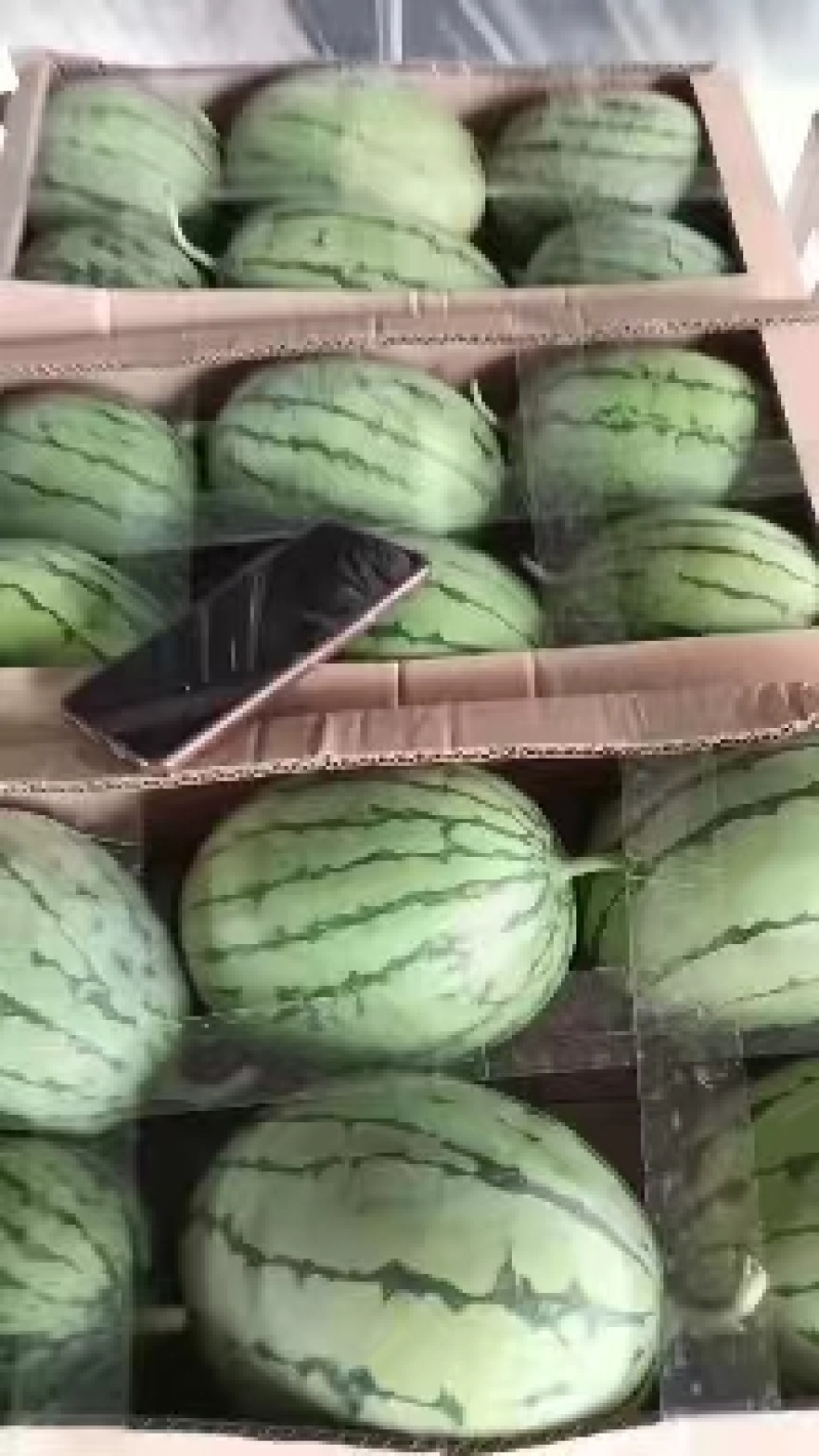 万亩早春红玉大量上市包熟包甜价格便宜全国发货