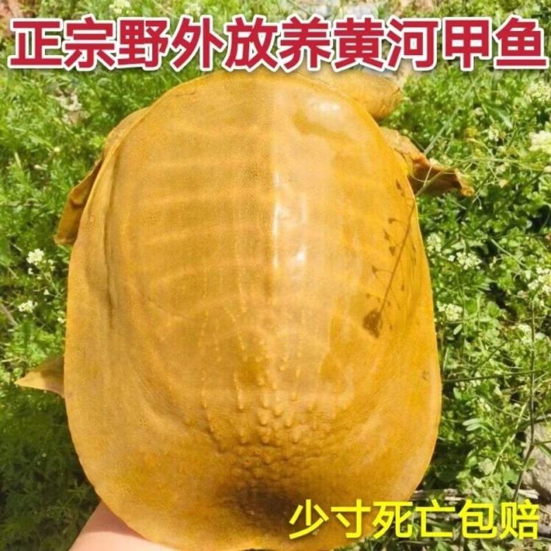 甲鱼