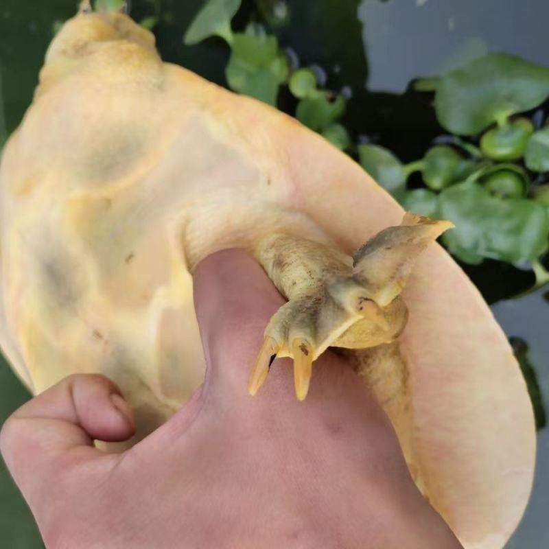 甲鱼