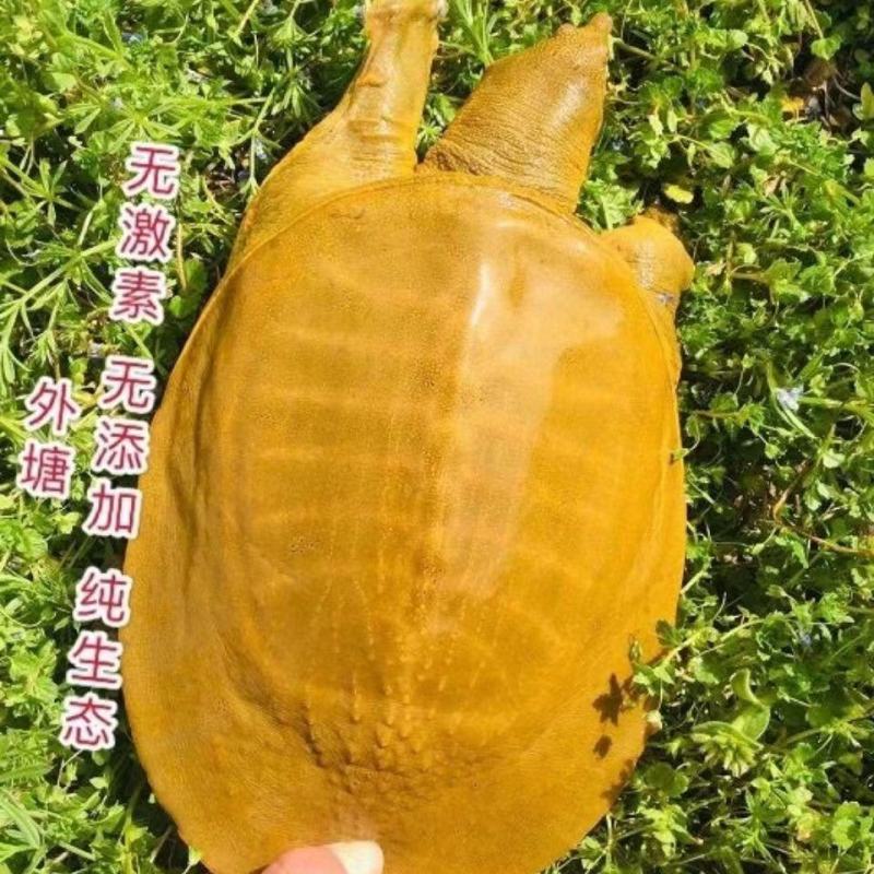 甲鱼