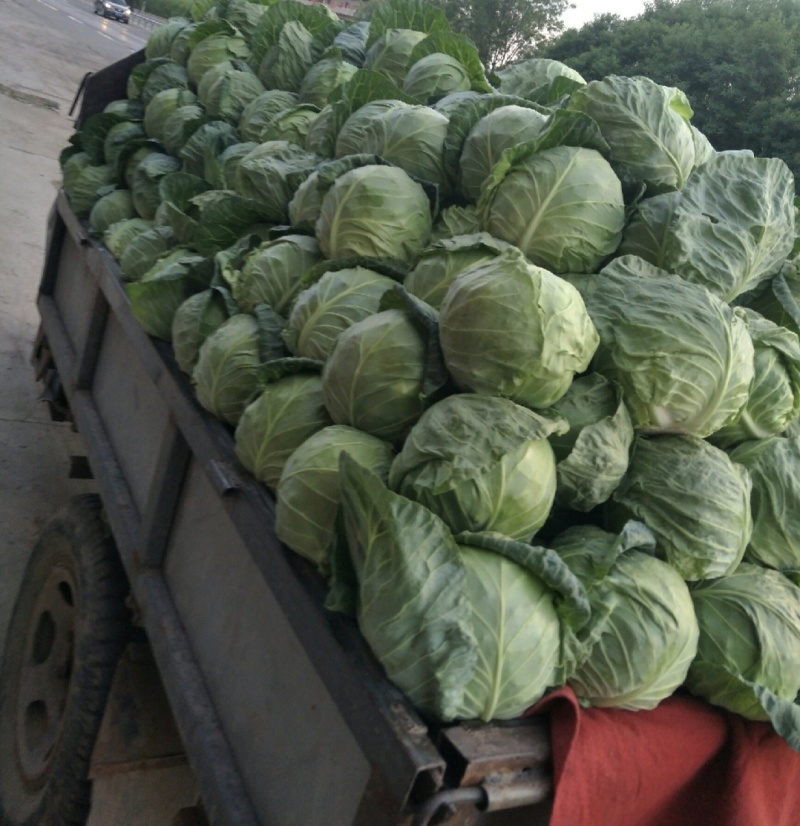 山西甘蓝圆包菜吕梁甘蓝产地一手货源量大从优全国发货