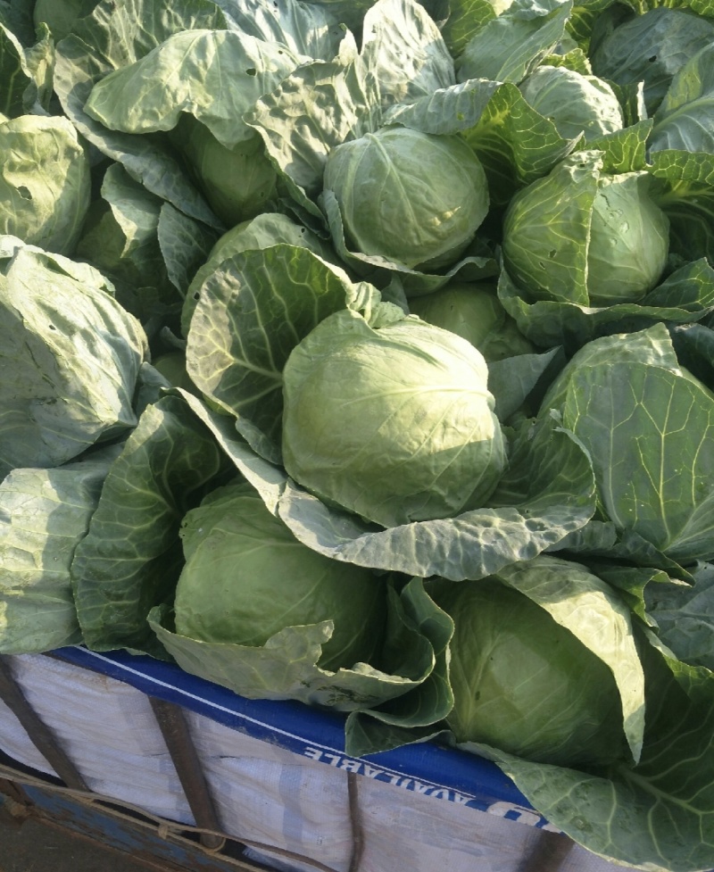 山西甘蓝圆包菜吕梁甘蓝产地一手货源量大从优全国发货