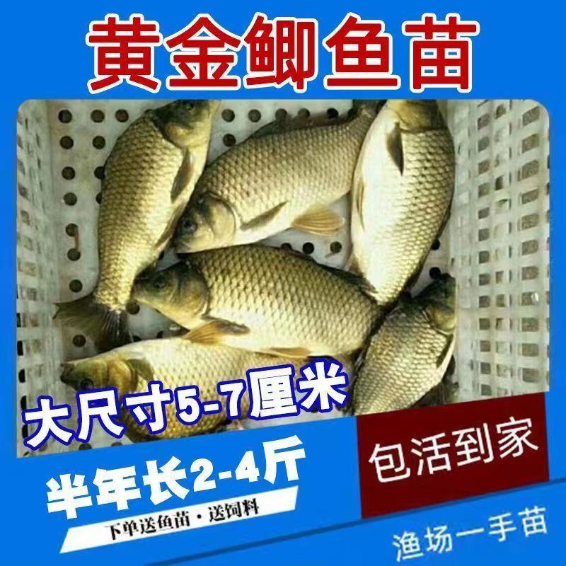 鲫鱼