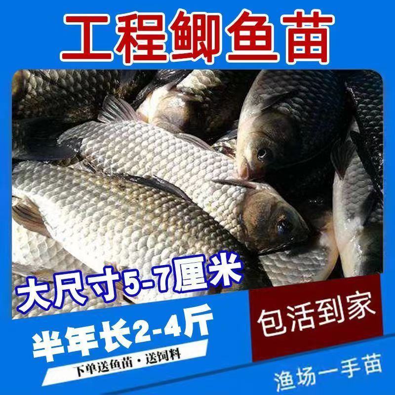 鲫鱼