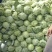 山西吕梁甘蓝圆包菜货源充足量大从优全国发货欢迎联系