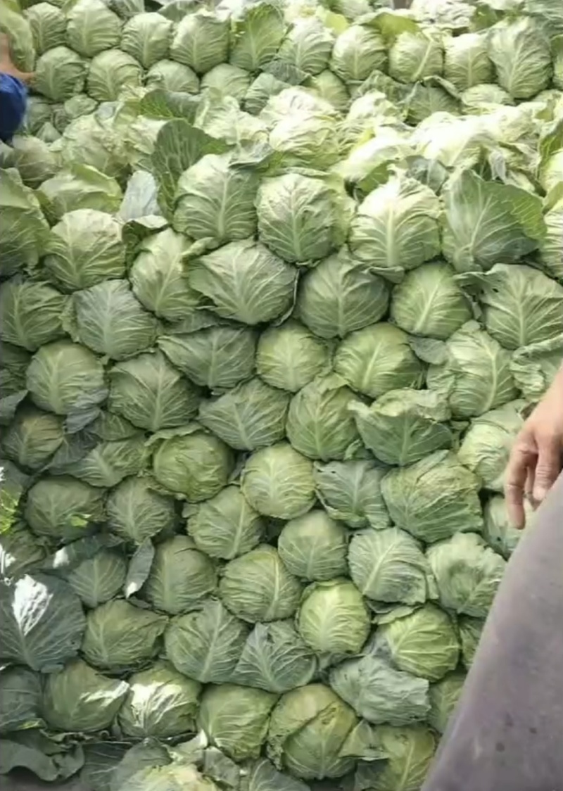 山西吕梁甘蓝圆包菜货源充足量大从优全国发货欢迎联系