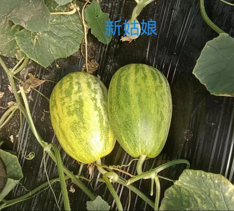 花蕾，花姑娘，新姑娘，种植面地大口感脆甜，果面光滑