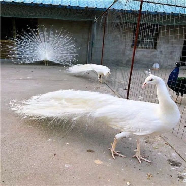 饲养家禽白孔雀