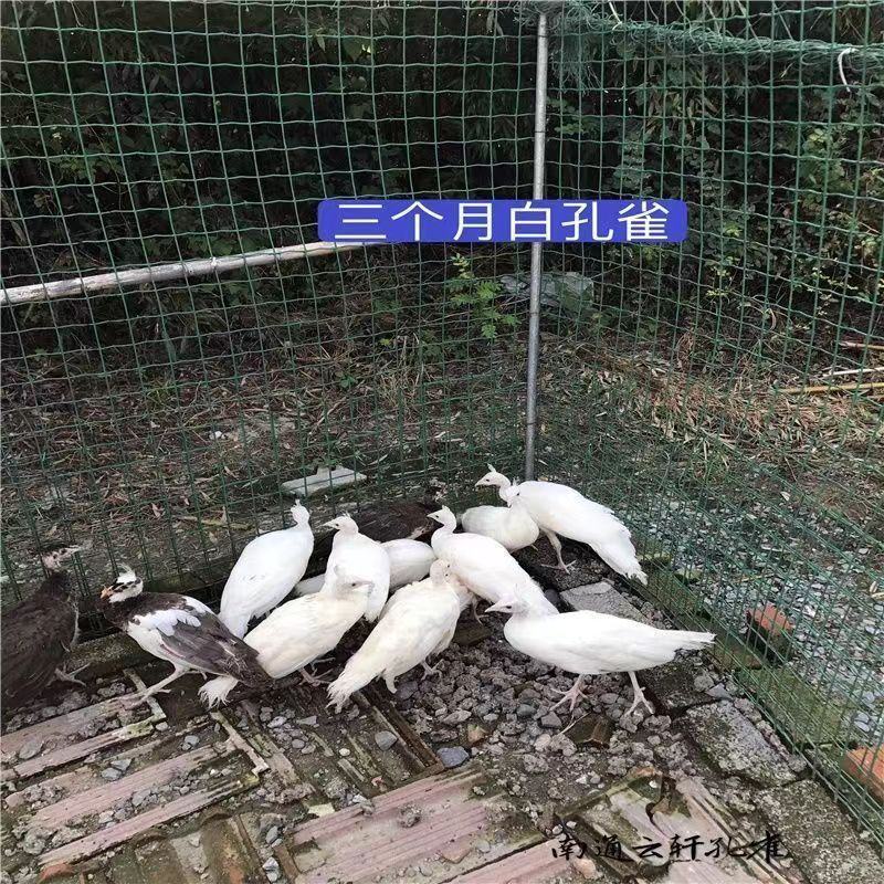 饲养家禽白孔雀