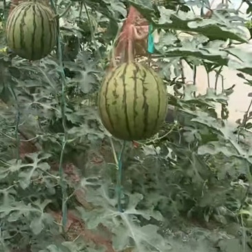 精品吊篮西瓜，938，金乐丰，大量供应中