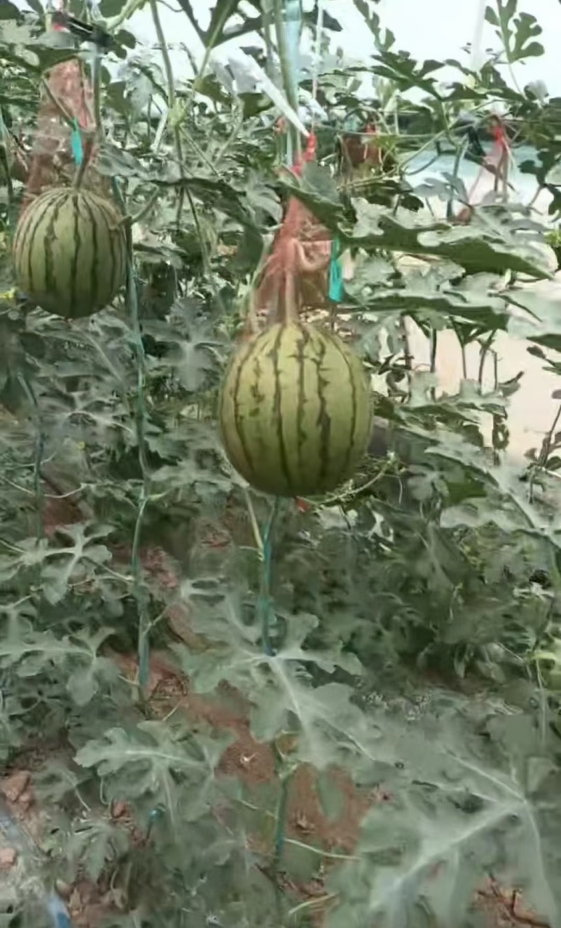 精品吊篮西瓜，938，金乐丰，大量供应中