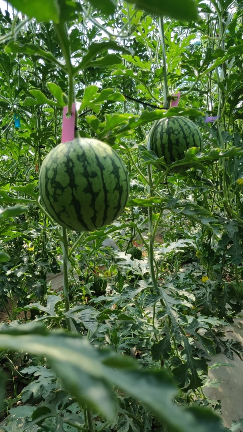 精品吊篮西瓜，938，金乐丰，大量供应中