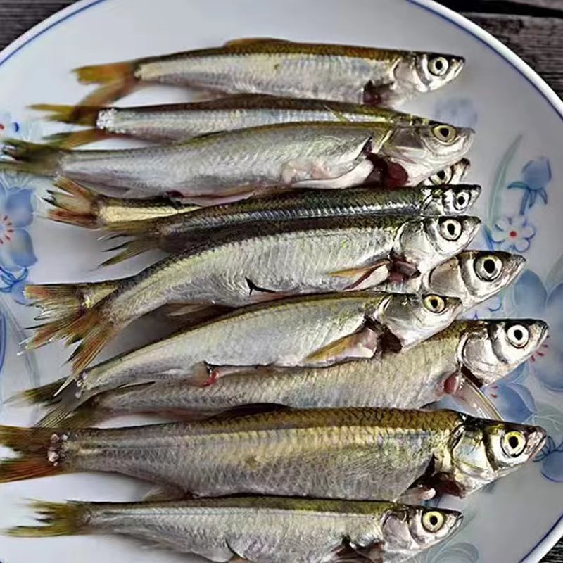 餐鲦/连子鱼