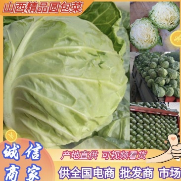 山西甘蓝圆包菜吕梁甘蓝产地一手货源量大从优全国发货