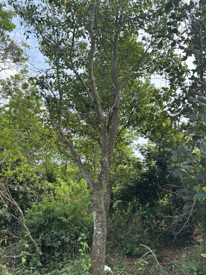 白木香沉香树，种有15年以上