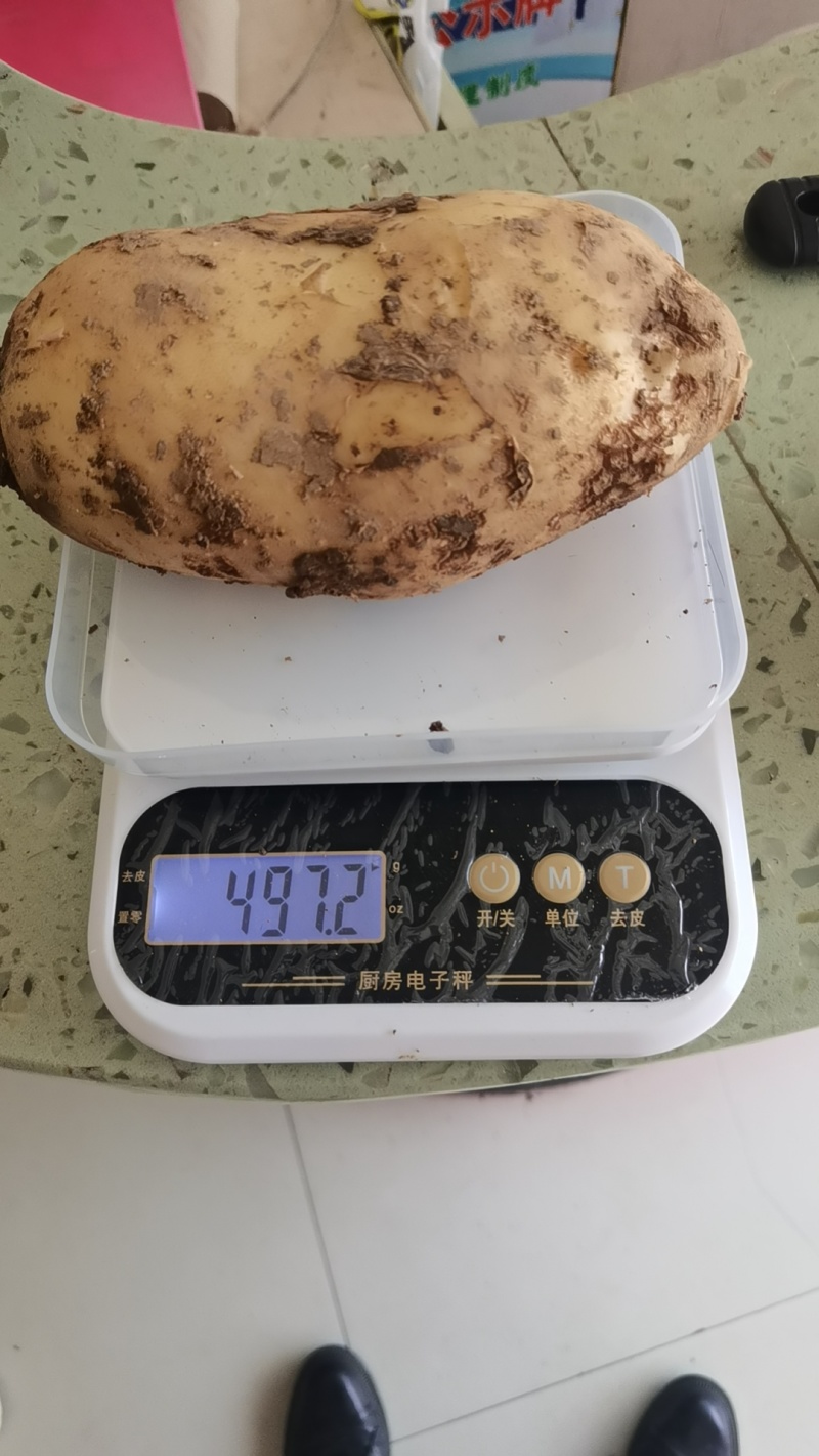 精品黄心土豆
