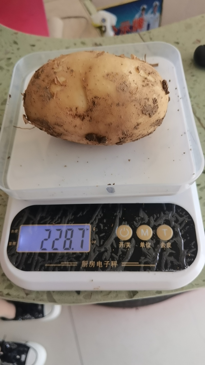 精品黄心土豆