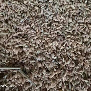 黑龙江央企21年的谷子珍珠米