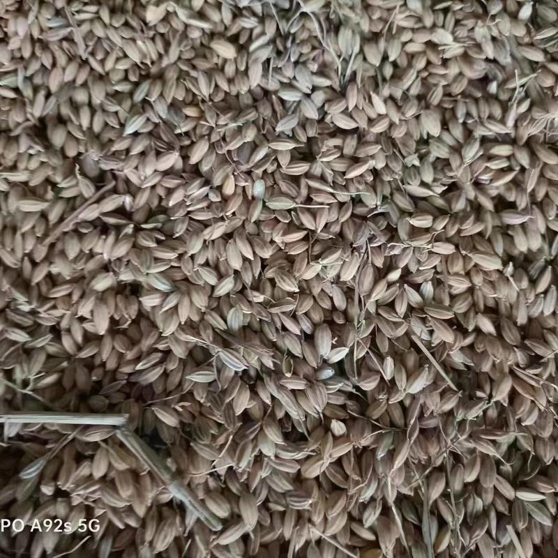 黑龙江央企21年的谷子珍珠米