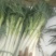 大葱