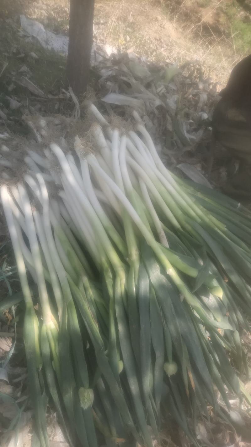 大葱