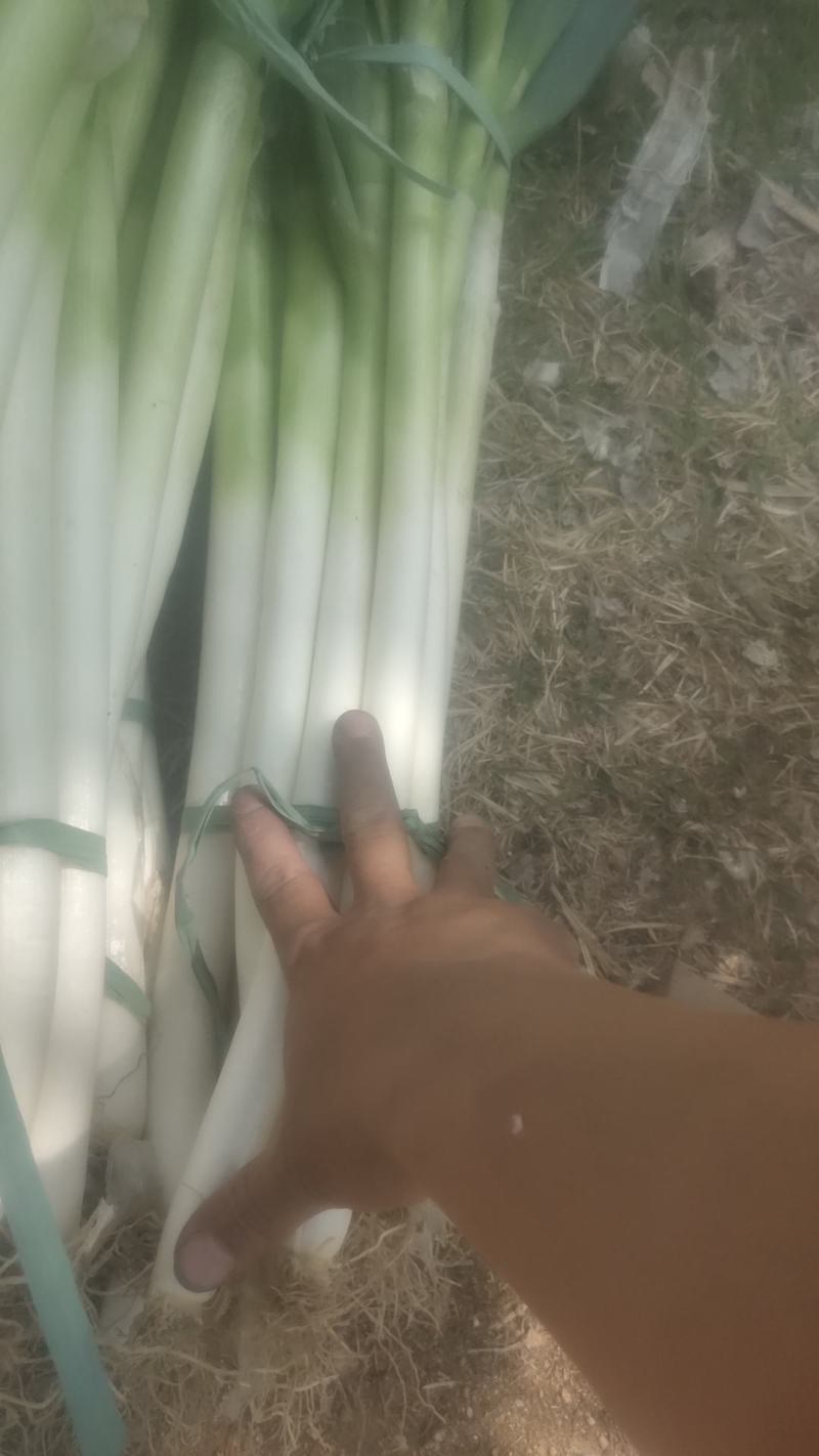 大葱