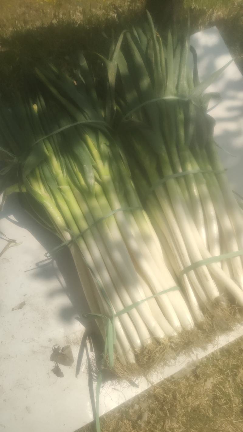 大葱
