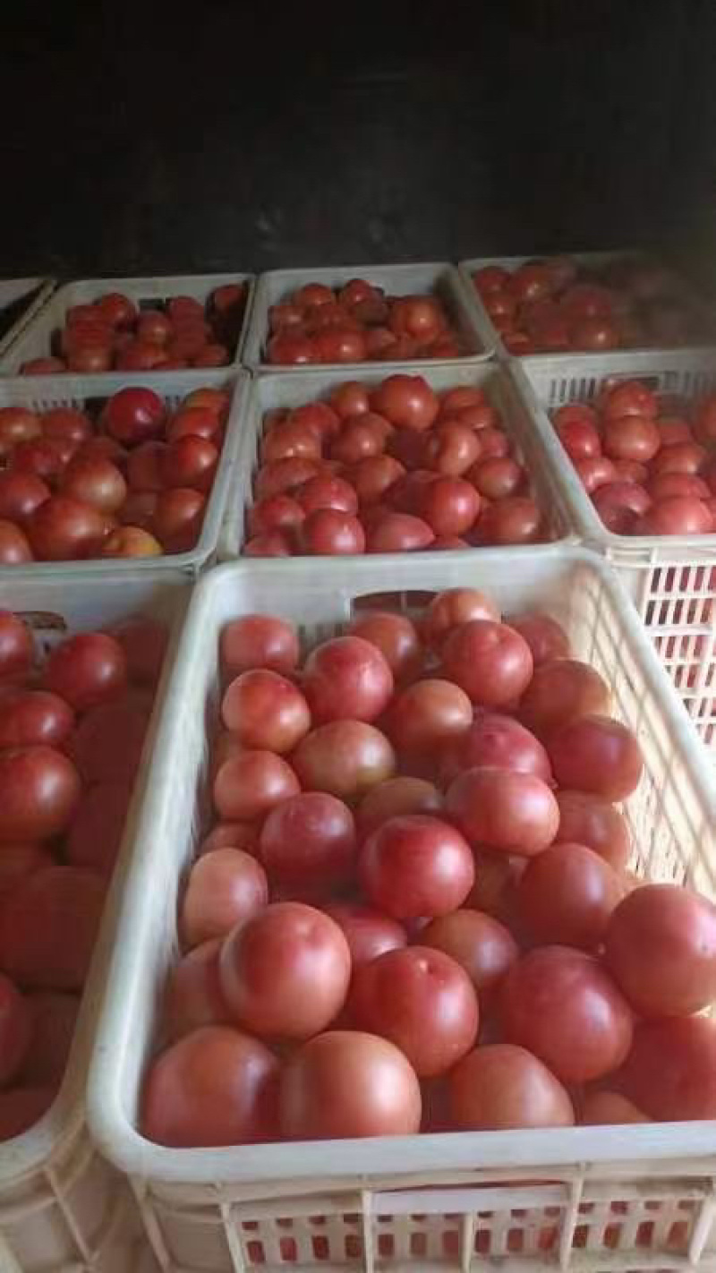 河北西红柿精品西红柿河北硬粉西红柿全国代发量大从优