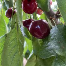 早大果樱桃，自家种植，新鲜采摘。色泽红润。味道鲜美欢迎选购