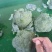 江苏精品西兰花耐寒优秀西兰花品质好价格低规格齐全欢迎选购