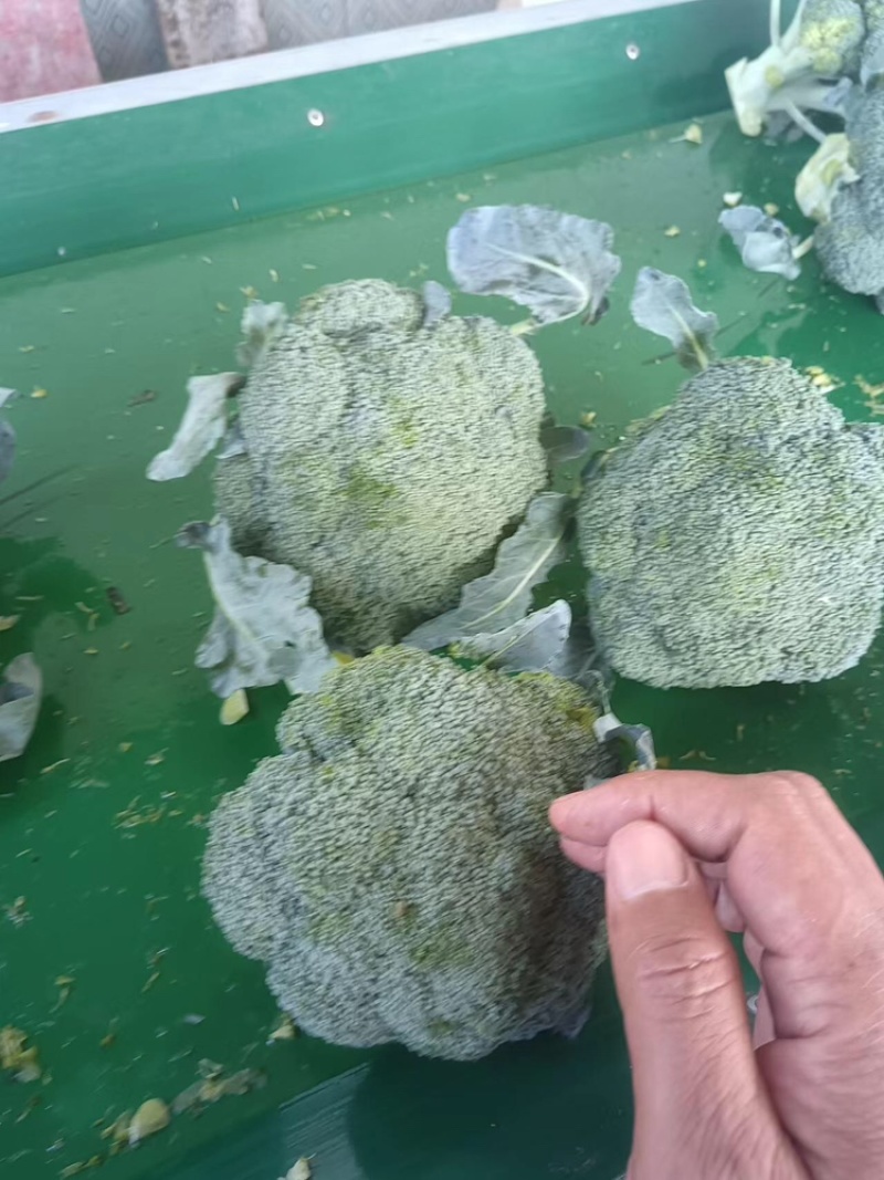 江苏精品西兰花耐寒优秀西兰花品质好价格低规格齐全欢迎选购