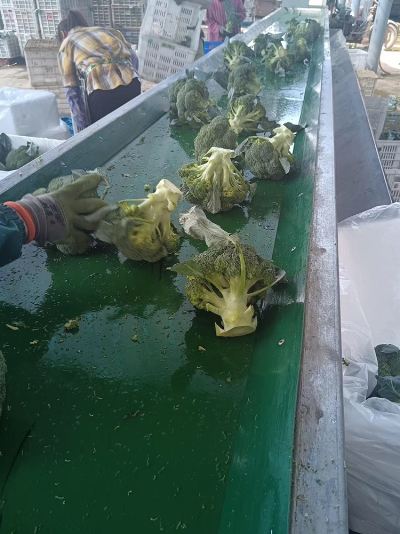 江苏精品西兰花耐寒优秀西兰花品质好价格低规格齐全欢迎选购