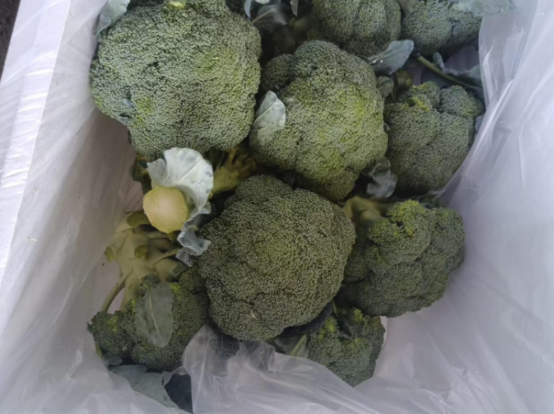 江苏精品西兰花耐寒优秀西兰花品质好价格低规格齐全欢迎选购