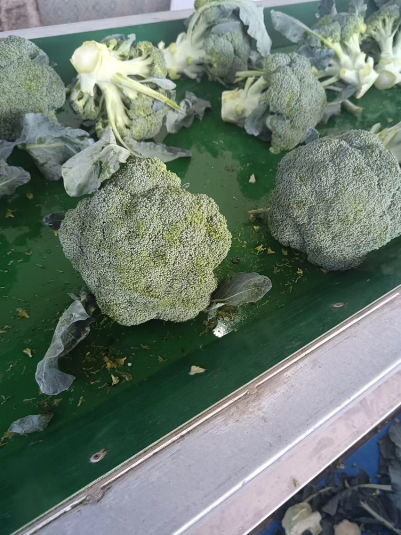 江苏精品西兰花耐寒优秀西兰花品质好价格低规格齐全欢迎选购