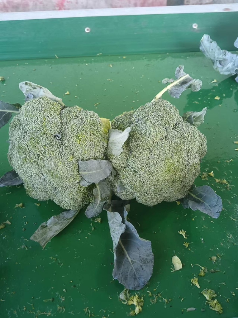 江苏精品西兰花耐寒优秀西兰花品质好价格低规格齐全欢迎选购