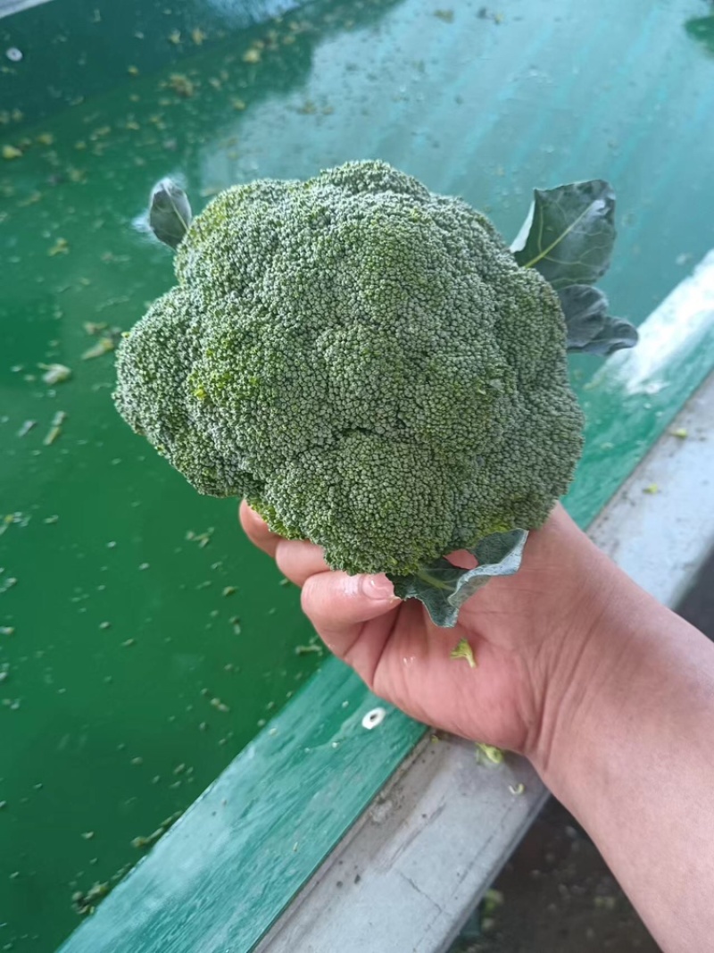 江苏精品西兰花耐寒优秀西兰花品质好价格低规格齐全欢迎选购