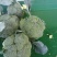 江苏精品西兰花耐寒优秀西兰花品质好价格低规格齐全欢迎选购
