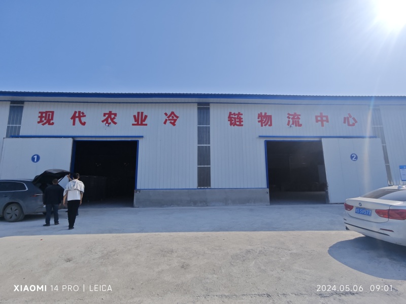 新鲜青梅果现摘现发，高山野生青梅青梅果新鲜大梅鲜现摘深山