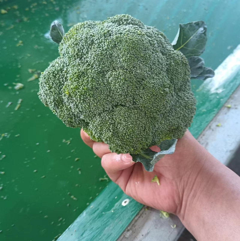 江苏精品西兰花耐寒优秀西兰花品质好价格低规格齐全欢迎选购