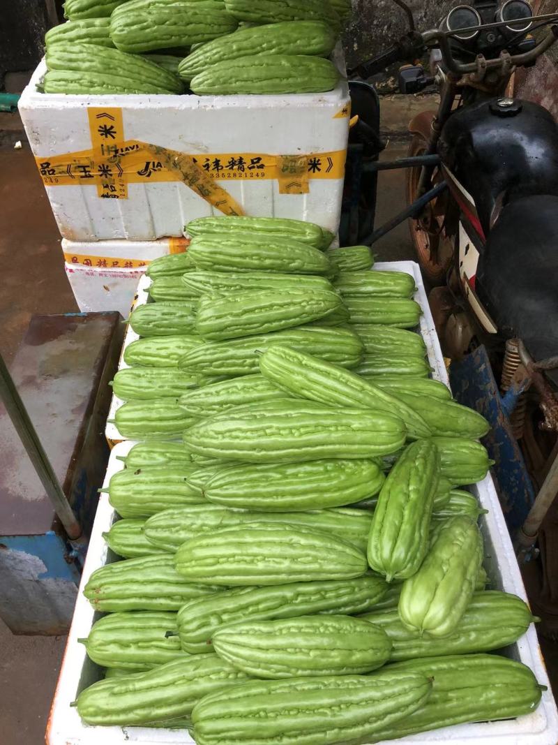 浅绿油亮平肩钝尾耐热耐寒性好厂家直发品质保障
