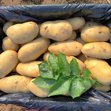滕州土豆大量供应，二膜三膜品种齐全，按需装货，诚信第一。