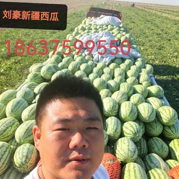 【实力商家】新疆甜王西瓜实力代办供应市场商超电商