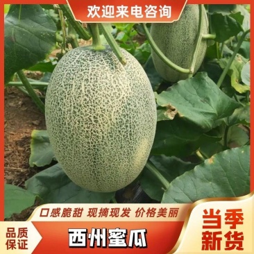 山东西州蜜大量有货，欢迎各地老板前来前来采购考察
