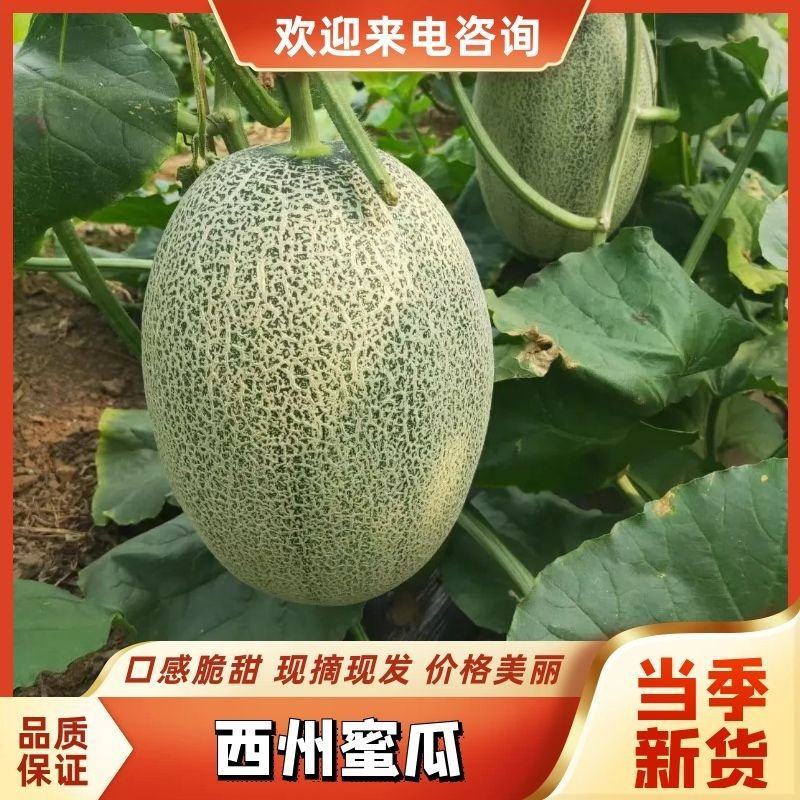 山东西州蜜大量有货，欢迎各地老板前来前来采购考察