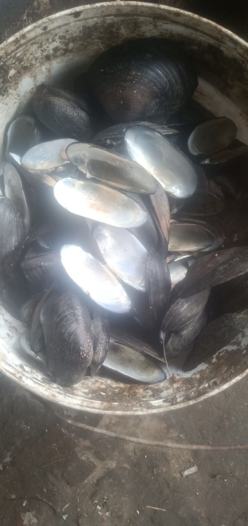 河蚌