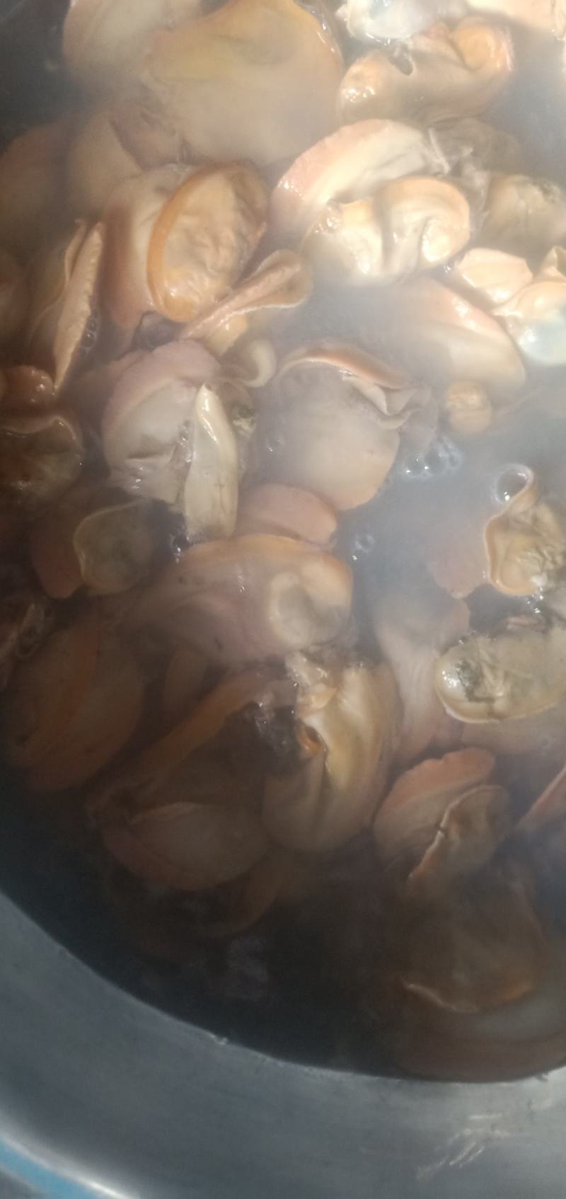 河蚌