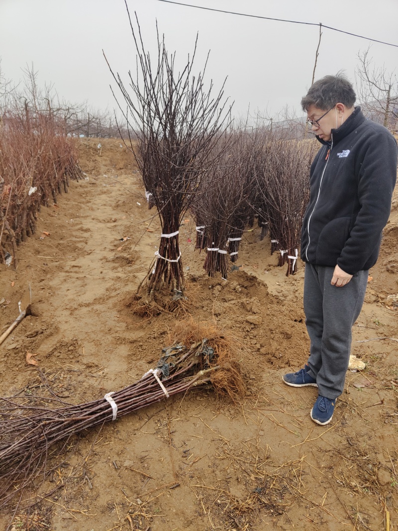 正宗新西兰爱妃苹果今年种明年果亩套一万个种植技术分享