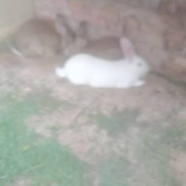 肉兔和小兔崽