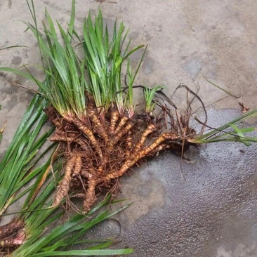 各种黄花鸢尾大量供应基地直发园林绿化工程用苗