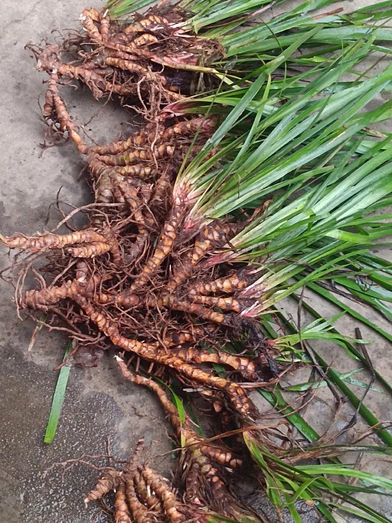 各种黄花鸢尾大量供应基地直发园林绿化工程用苗